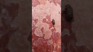 Insecte a larve xylophage les vrillettes d&eacute;vorent les bois attention