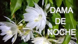 DAMA DE NOCHE