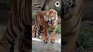 Tiger Attack on Humans 😥|Tadoba Tiger Reserve Forest
