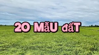 Cần Bán - 20 mẫu đất nông nghiệp -Mộc Hóa Long An 