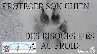 LES DANGERS DU FROID POUR MON CHIEN ✿ Enjoying Life