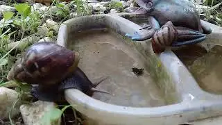 Snail pool party