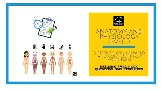 Anatomy and Physiology level 2: 3 steps to feel prepared and confident for your exam
