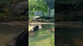 leopard vs black panther epic fight 🔥 #leopard #blackpanther #fight