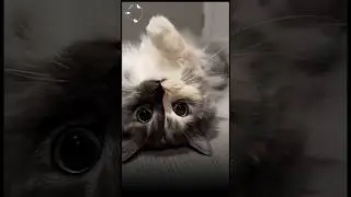 This Sweet Cat Just Wants All Your Love! 😻💕 #shorts #kitten #cute