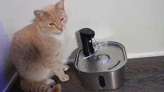 Petlipo Stainless Steel Cat Water Fountain Wireless with Motion Sensor