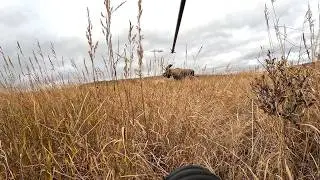 Searching for Alaskan Bull Moose