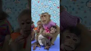 Baby  monkey sleeping in Sam's arm #shorts