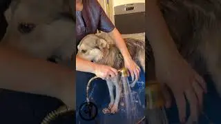 Комплексный груминг метиса экспресс линька #animal #groom #dog