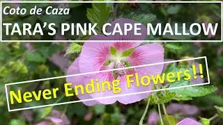 Anisodontea capensis Tara's Pink Cape Mallow African Mallow 小木槿開花惹人愛 , mallow hybrids
