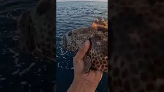 Ascension Island Grouper #fishing #fish #grouperfish