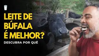 Os benefícios surpreendentes dos derivados do leite de búfala