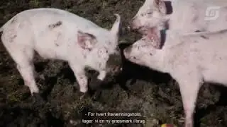 Frav&aelig;nning p&aring; friland