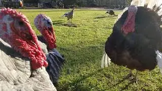 Blue Slate and Bourbon Red turkeys enjoying the sunshine