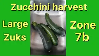 Zucchini harvest zone 7b| Massive zucchinis| June 19, 2020| Beginner gardener