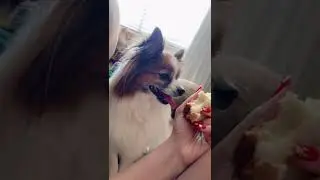 Can I have a little bite pls? #cute #furbaby #dog #papillon #doglover #fyp #shorts #cutedog #funny