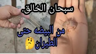 مراحل نمو  فرخ الزيبرا فنش سوبر جامبو كل يوم شكل