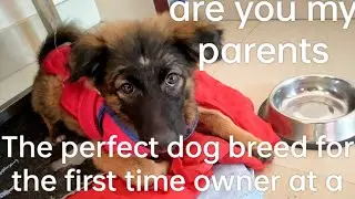 the perfect dog breed for the first time owner at a very low monthly cost