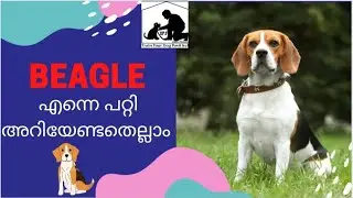 Beagle dog kerala : beagle facts : beagle puppies : dog malayalam