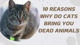 10 Reasons Why Do Cats Bring You Dead Animals