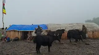 Nepali Mountain village life in Yak Farm into Rainy Season || Daily Activities of Rural village life
