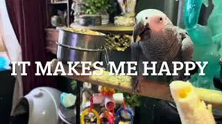 Adorable baby kittens saved from Euthanasia-Cute parrot demands banana 🍌