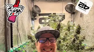 Fast Buds Cherry Cola neue Lampe Hortispectra QBLE 300 