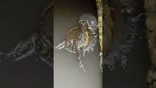 Ganito pala ang palaka pag maingay