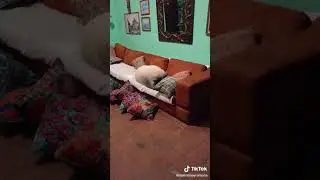 cerdo se acusta en el sillon y llega su duella para que lo rregalle