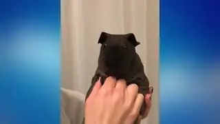 Skinny Pig Is Simply Funny And Cute! &ndash; Skinny Pig Video Compilation #2