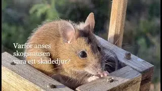 Skogsmus f&ouml;ljer inte f&aring;gelmyndighetens restriktioner g&auml;llande munskydd.