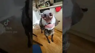 Маруся русская!!! #курцхаар #pets #funny #gsp #mary_gsp #d #dog #собака #love #shorts #Makoevs