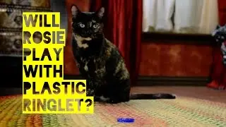 Rosie the Cat & Plastic Ringlet on Friskies Cat Game Show - Will Kitty Play With It?