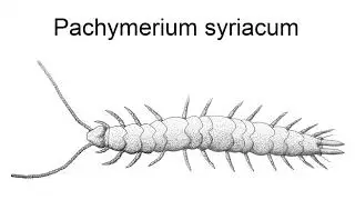 Pachymerium Syriacum