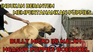 KONDISI PUPPIES PUPPIES DAN AKTIVITAS KAMAR BERSALIN JAMBI SUPERBULLS !!!