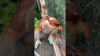Proboscis monkey Nakula sees Tony flash their excited reaction #Changlong Proboscis Monkey #Come to