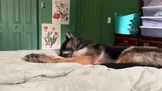 Franny sleeping 