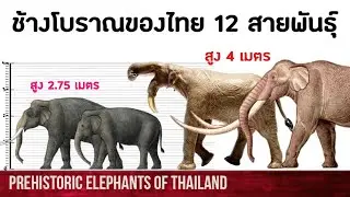 ช้างโบราณของไทย 12 สายพันธุ์ | สาระสัตว์ๆ