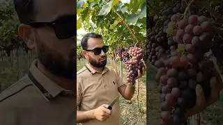 How to Enjoy Fresh Grapes 🍇 | Harvest, Wash & Eat #shortvideo #asmr #satisfying #food #usa #fruit