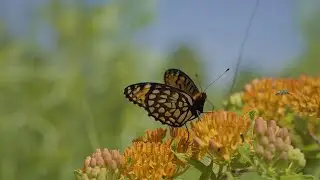 The Regal Fritillary Butterfly at Kankakee Sands in Morocco, IN