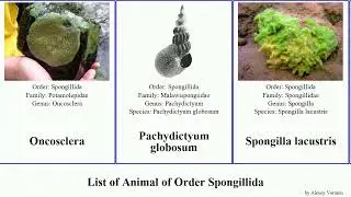 List of Animal of Order Spongillida rotunda fragilis fluviatilis lacustris tuberculata Spongilla