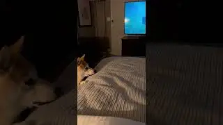 공포영화 보는 강아지와 고양이 🐶🐱 Dogs and Cats Watching Cute Fear Moments #scary #animals #shorts