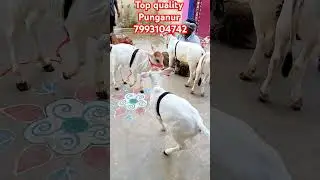 top quality punganur cows for sale 7993104742
