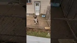I think he&rsquo;s offended #viral #pet #animal #cutepet #funny #dog #cutedog #dogs #hilarious #comedy