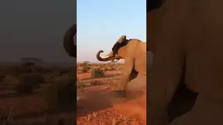 Nothing Stops an Elephant Mom #fyp #shorts
