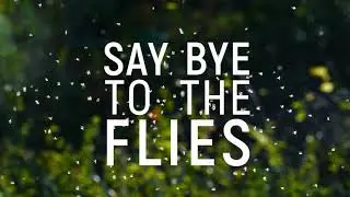 Sticky Fly Traps for Fruit Flies, Fungus Gnats, Aphids, and Other Flying Insects