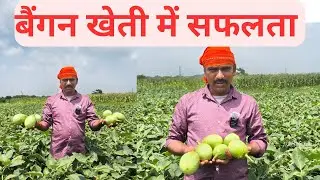 बैंगन की खेती में सफलता का राज़ | Modern Agriculture Ideas