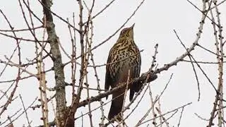 Song Thrush