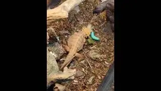 Bearded Dragon Eats Giant Horn Worm