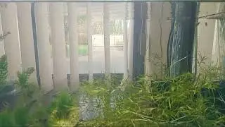 budget aquarium plants for unheated tanks HORNWORT/COONTAIL GUPPY GRASS  JAVA MOSS 120 litre tank